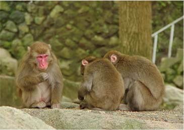 高崎山自然動物公園